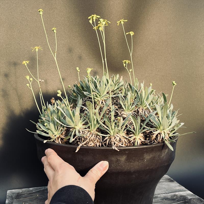 大株 幹立ち オトンナ レトロルサ 大株 幹立ち オトンナ レトロルサ - メルカリ