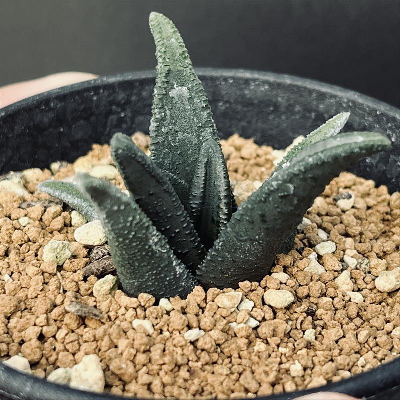 多肉植物：ハオルチア ソルディダ ラブラニー×ラブラニー*幅5.5cm