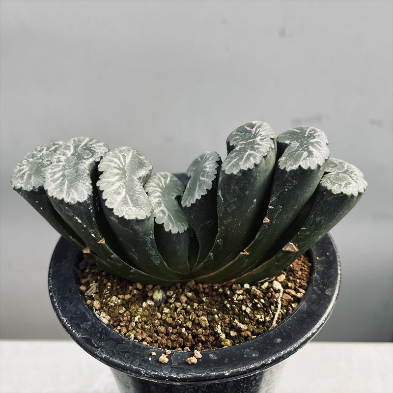 ☆特価☆多肉植物:ハオルチア 大型丸葉玉扇*幅12cm : 遊恵 ☆特価☆多肉植物:ハオルチア 大型丸葉玉扇*幅12cm : 遊恵