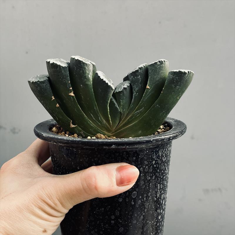 ☆特価☆多肉植物：ハオルチア 大型丸葉玉扇*幅12cm : 遊恵盆栽