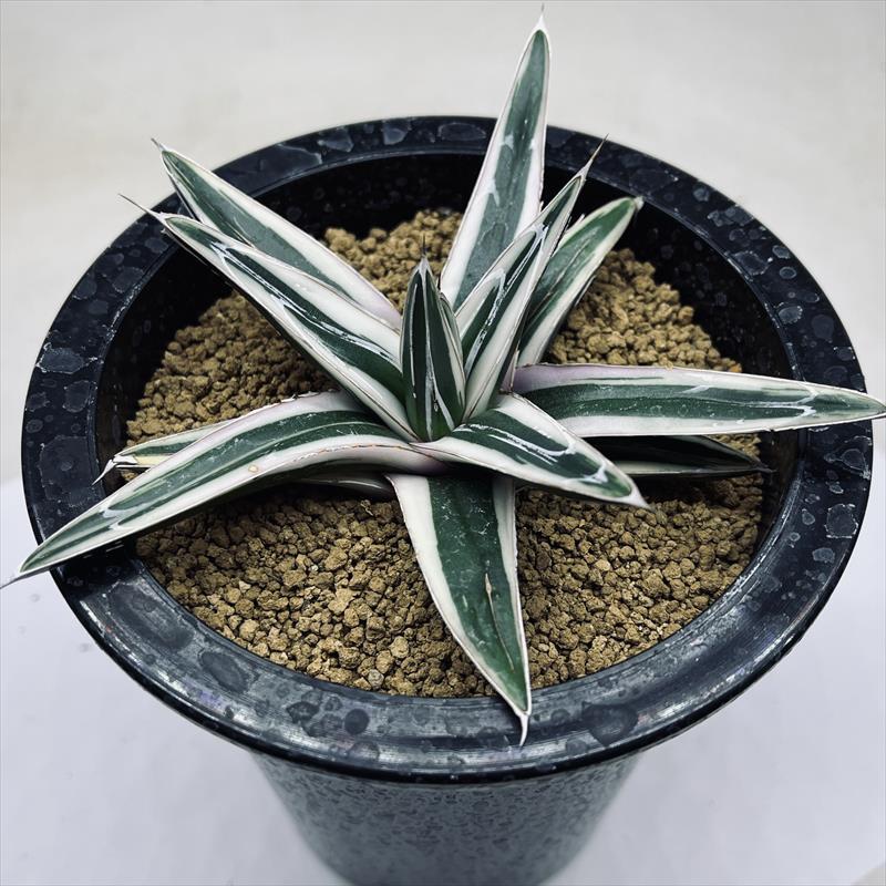 多肉植物：アガベ 氷山*幅13cm 現品！一品限り : 遊恵盆栽