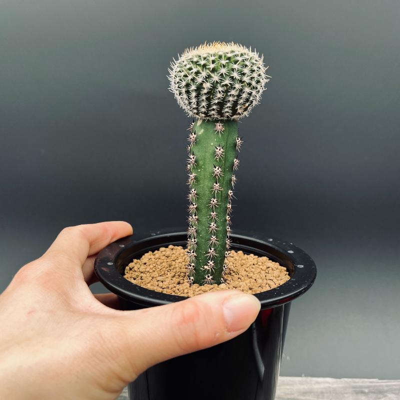 サボテン：ユーベルマニア グミフェラ ツギ*幅4.5cm 現品！一品限り