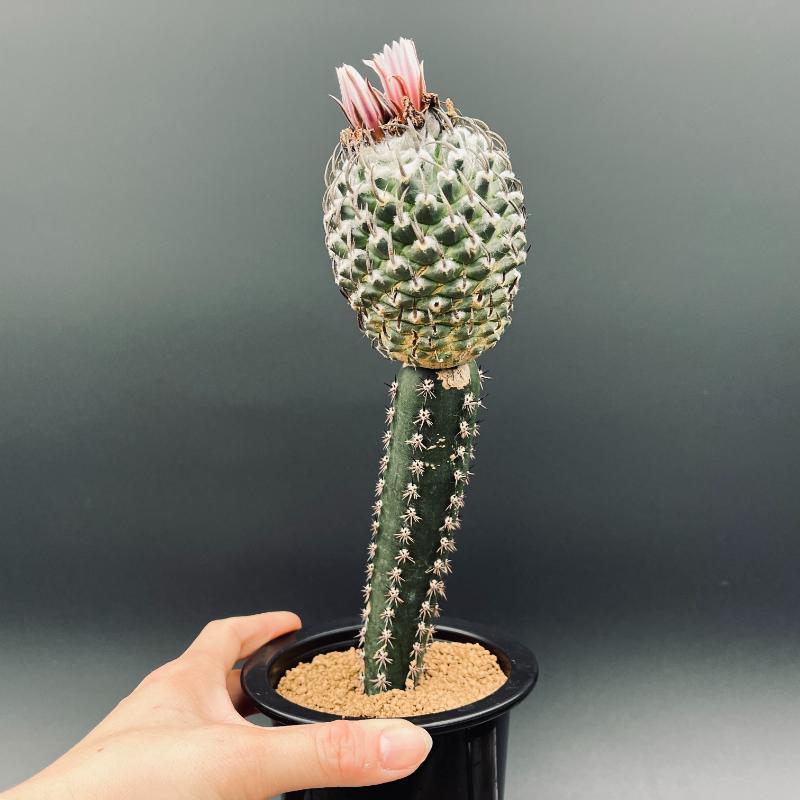 サボテン：ツルビニカルプス 昇竜丸 ツギ*幅6cm 現品！一品限り