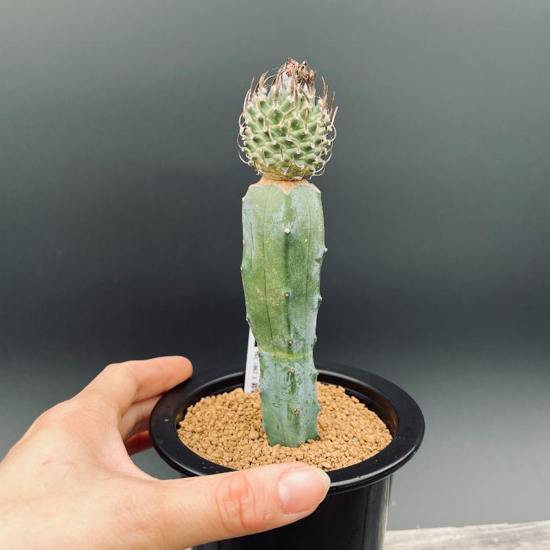 牙城丸　ツルビニカルプス　サボテン　昇竜丸黒王丸 turbinicarpus 昇竜丸《大きめM size》※littmon seed9年株※選抜