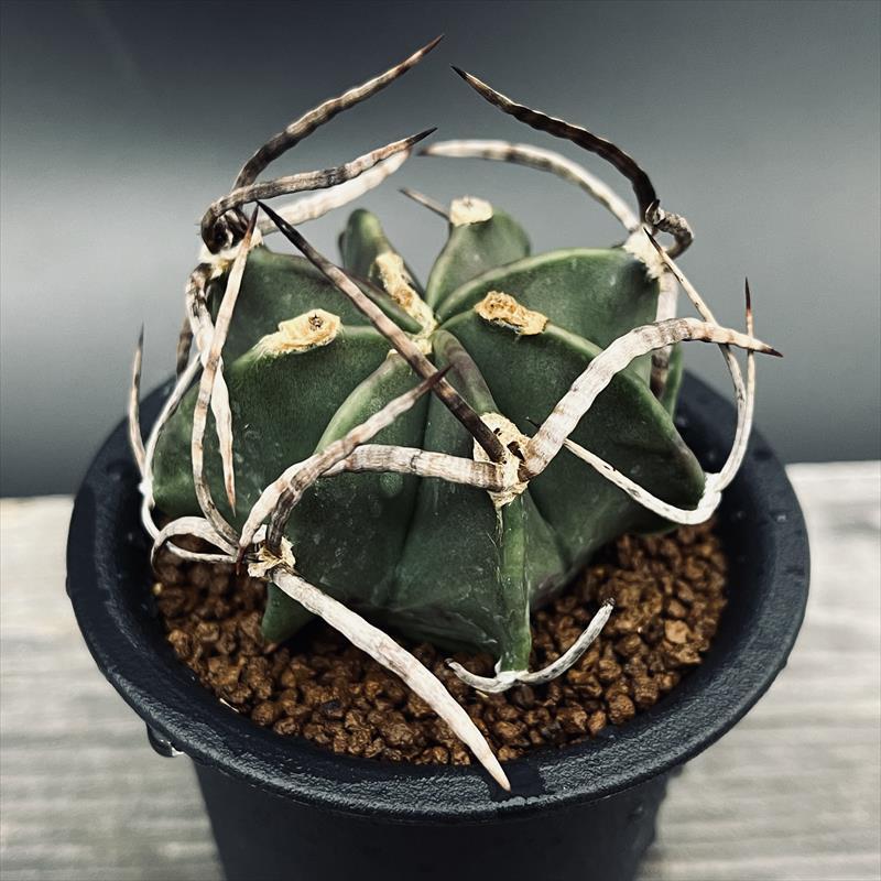 お盆特価！厳選アセビ。 お盆特価！厳選アセビ。