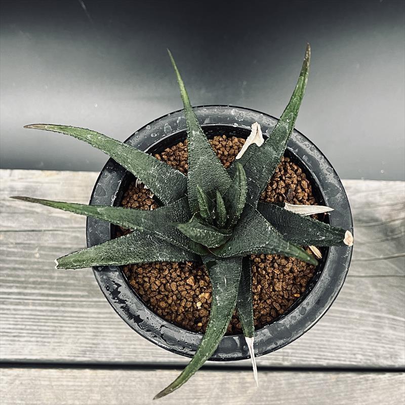 多肉植物:ハオルチア スカブラ ツベルクラータ サブエクス 多肉植物:ハオルチア スカブラ ツベルクラータ サブエクス