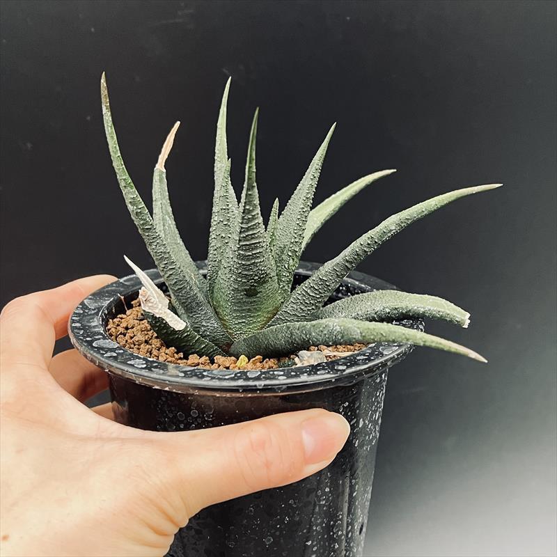 多肉植物：ハオルチア スカブラ ツベルクラータ サブエクスパンサ*幅