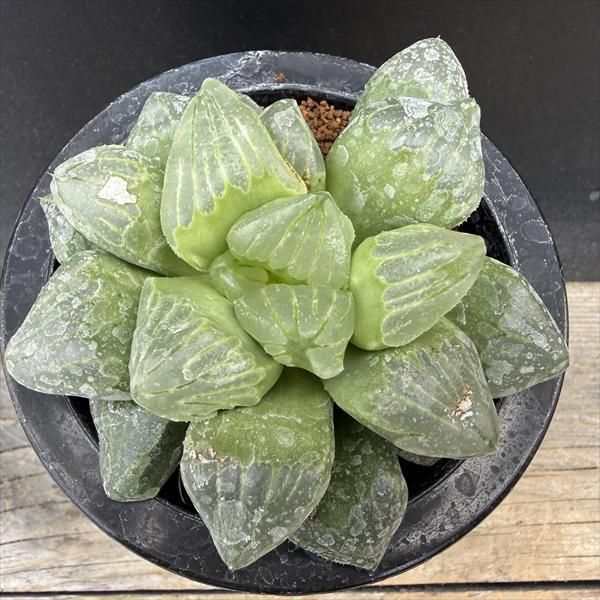 多肉植物：ハオルチア クロマチカ(Kransrivermondo)×ミュータント