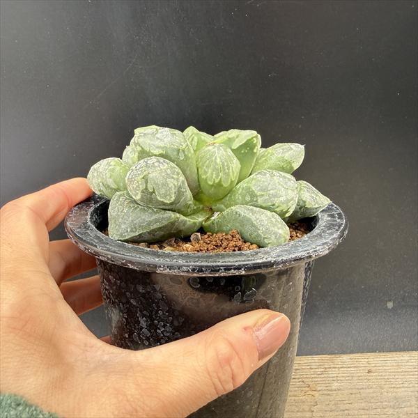 多肉植物：ハオルチア クロマチカ(Kransrivermondo)×ミュータント