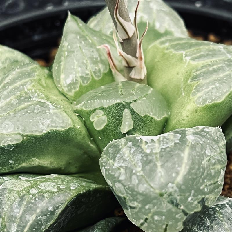 多肉植物：ハオルチア クロマチカ(Kransrivermondo)×ミュータント