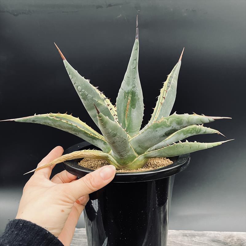 AGB33　アガベ　ネオメキシカーナ　サンスポット　斑入り　錦 AGB33 アガベ ネオメキシカーナ サンスポット 斑入り 錦 AGB33様