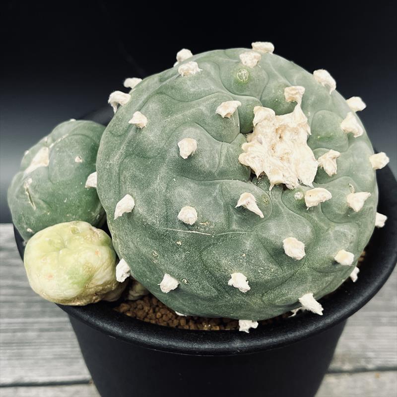 ロフォフォラロホホラ多毛デュフューサ銀冠玉鳥羽玉サボテン菊水帝冠