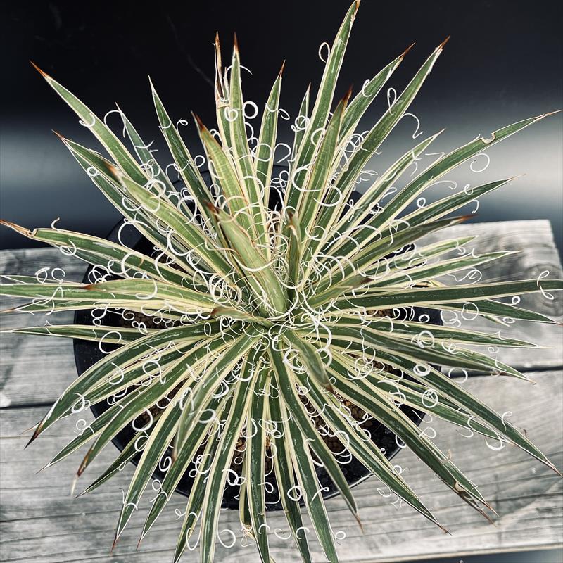 多肉植物 アガベ モンタナ 白覆輪子株 多肉植物：アガベ 滝の白糸錦 覆輪*幅23cm 現品！一品限り