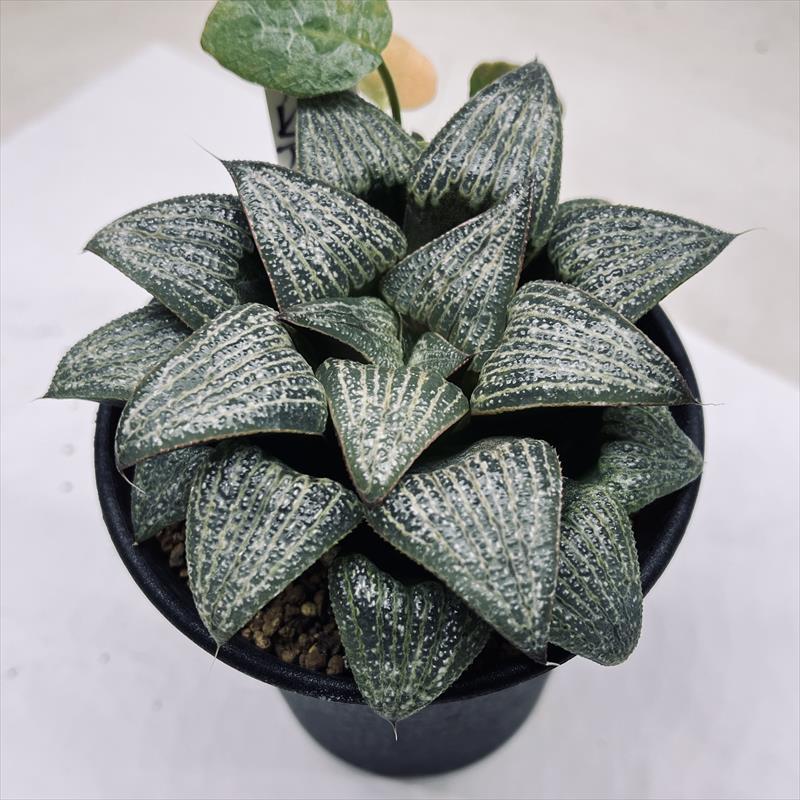 ☆特価☆多肉植物：ハオルチア スプレンデンス A大型 実生*幅9cm