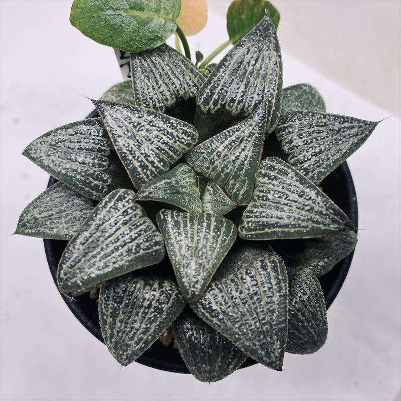 ☆特価☆多肉植物：ハオルチア スプレンデンス A大型 実生*幅9cm