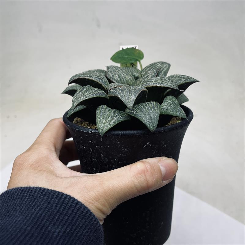 ◎ ナイルの一滴×スプレンデンス 実生選抜 特S 多肉植物 ハオルチア アロエ 1392 ナイルの一滴 実生 特A 多肉植物 ハオルチア アロエ - メルカリ