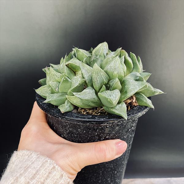多肉植物：ハオルチア レツーサ*幅13cm 現品！一品限り : 遊恵盆栽
