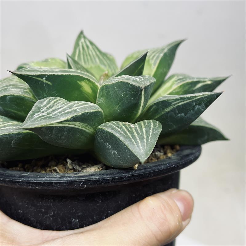 多肉植物：ハオルチア レツーサ*幅13cm 現品！一品限り : 遊恵盆栽