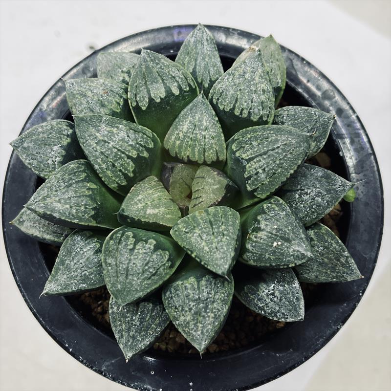 ☆特価☆多肉植物：ハオルチア デケナヒー*幅9cm 現品！一品限り