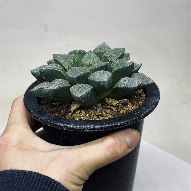 ☆特価☆多肉植物：ハオルチア デケナヒー*幅9cm 現品！一品限り