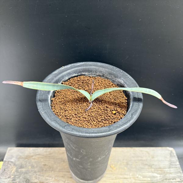 多肉植物：ウェルウィッチア ミラビス 奇想天外*幅17cm 現品！一品