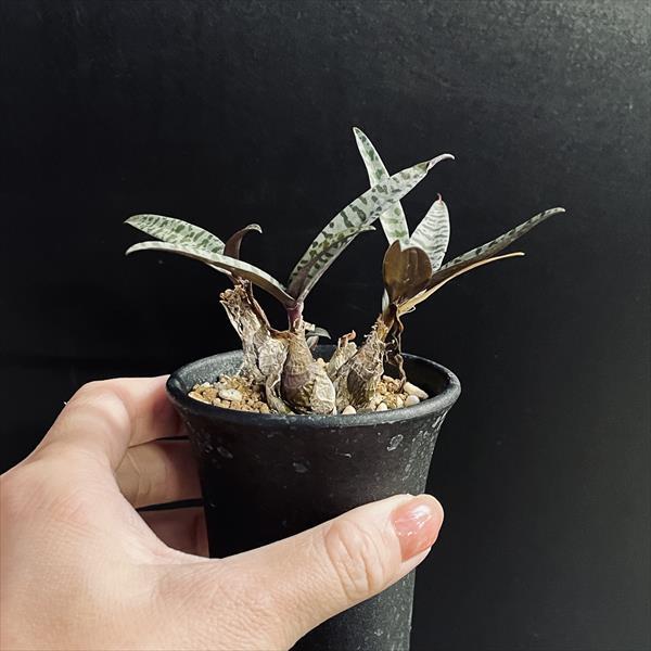 球根植物：レデボウリア ソシアリス 豹紋*全幅8cm : 遊恵盆栽 Yahoo!店
