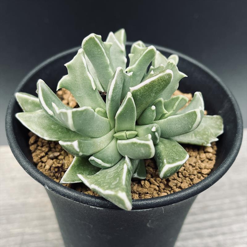 多肉植物：フォーカリア 白波*幅9cm : 遊恵盆栽 Yahoo!店 - 通販