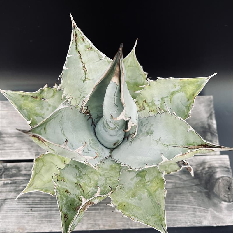 アガベ オテロイ 9株セット 多肉植物：アガベ オテロイ シエラミクステカ FO-076*幅24cm