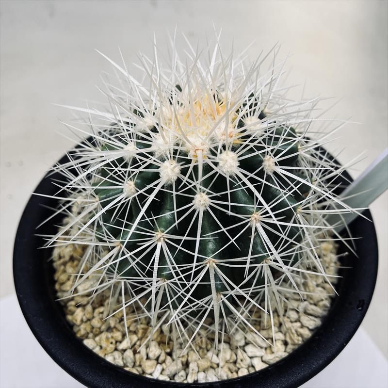 サボテン:エキノカクタス 白刺金鯱 実生*幅9.5cm : 遊恵盆栽 サボテン:エキノカクタス 白刺金鯱 実生*幅9.5cm : 遊恵盆栽