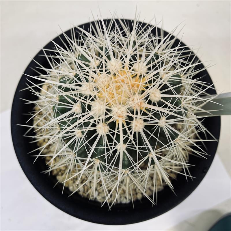 サボテン：エキノカクタス 白刺金鯱 実生*幅9.5cm : 遊恵盆栽 Yahoo!店