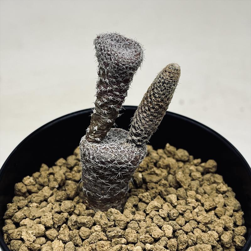 サボテン：プナ クラバリオイデス 白鶏冠 キノコウチワ*幅3〜5cm