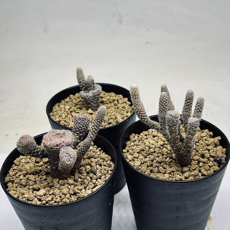 サボテン：プナ クラバリオイデス 白鶏冠 キノコウチワ*幅3〜5cm