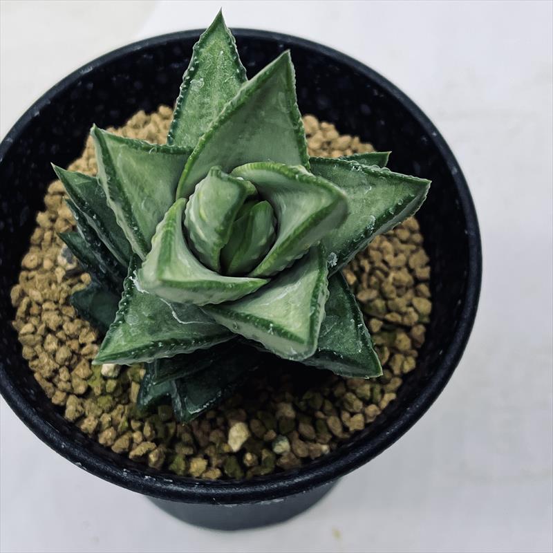 アストロロバ　ハリー　大株 アストロロバ ハリー 大株 - メルカリ