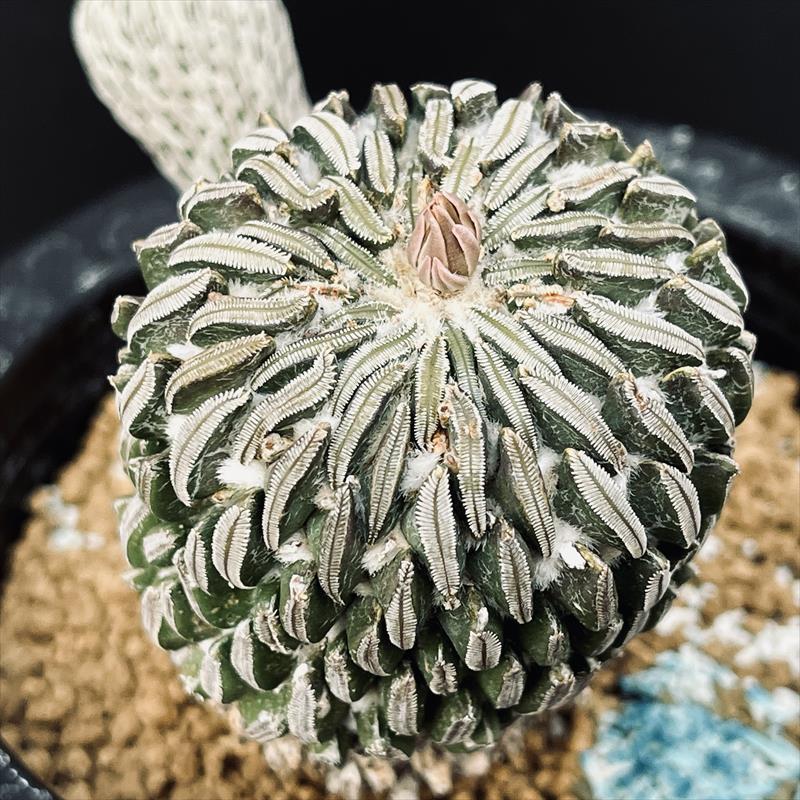 サボテン：ペレキフォラ 精巧丸 自根*全幅9cm 現品！一品限り : 遊恵