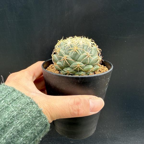 サボテン：コリファンタ 鳳華丸 実生*幅5.5cm : 遊恵盆栽 Yahoo!店