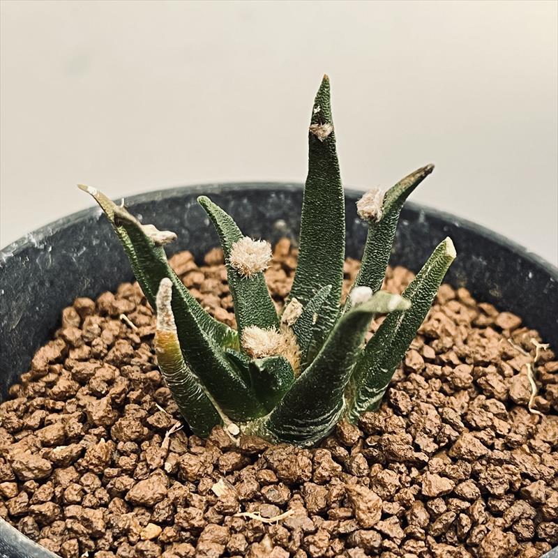 サボテン：アリオカルプス アガベ牡丹 実生*幅4.5cm : 遊恵盆栽
