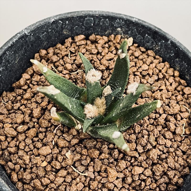 サボテン：アリオカルプス アガベ牡丹 実生*幅4.5cm : 遊恵