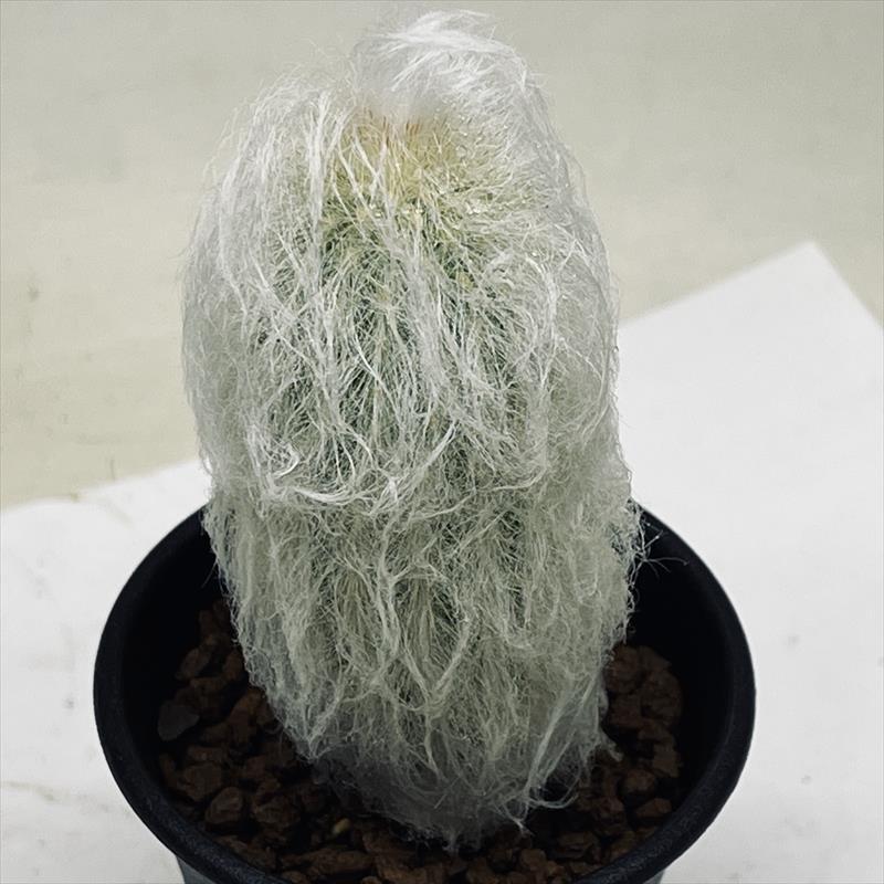 サボテン　エスポストア　ナナ　３号 サボテン：エスポストア ナナ（幻楽系）実生*幅4cm : 遊恵盆栽 Yahoo