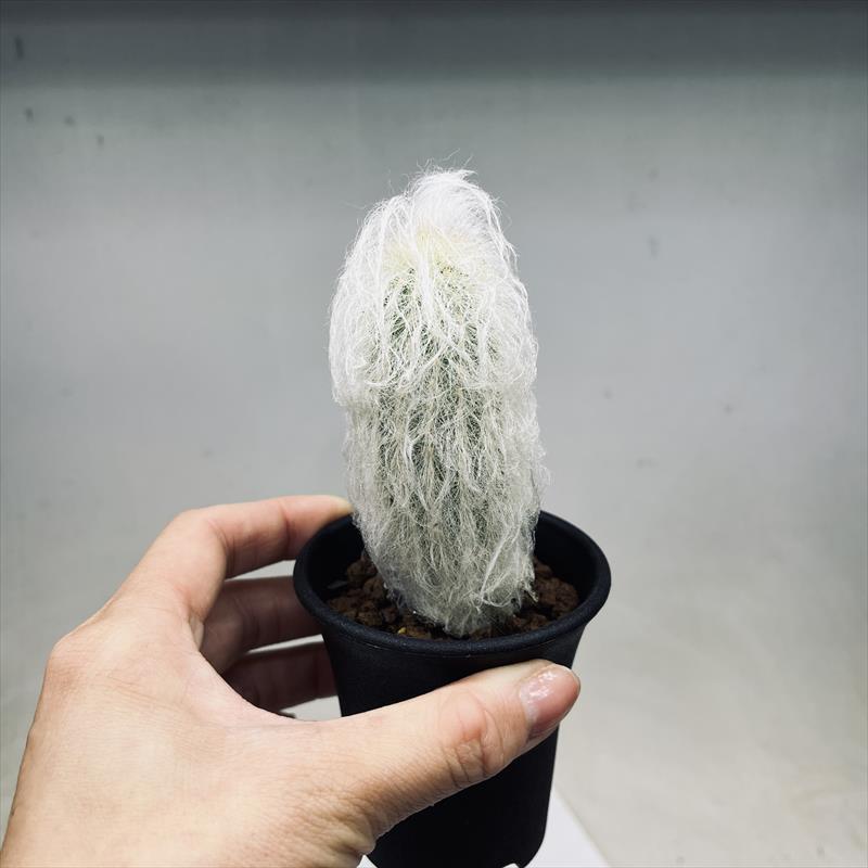 サボテン：エスポストア ナナ（幻楽系）実生*幅4cm : 遊恵盆栽 Yahoo