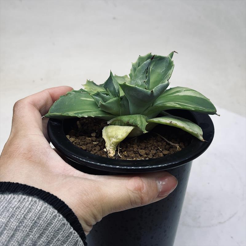 多肉植物：アガベ 王妃雷神 外斑*幅12cm 現品！一品限り : 遊恵盆栽