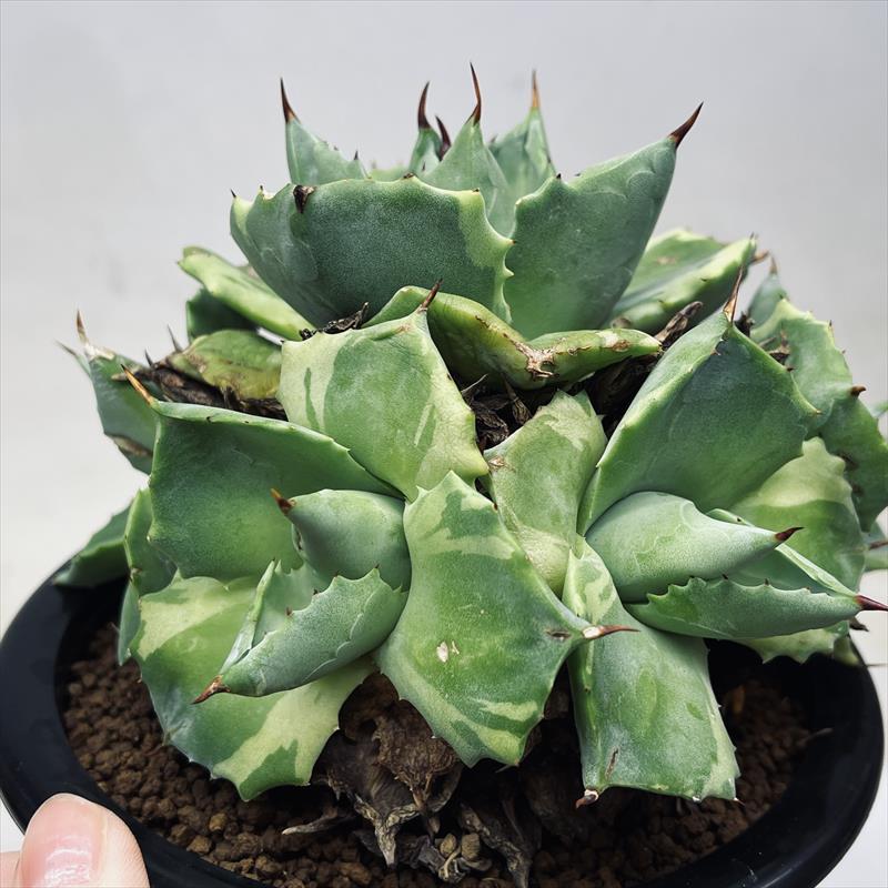 多肉植物：アガベ 王妃雷神 外斑 群生*幅16cm 現品！一品限り : 遊恵