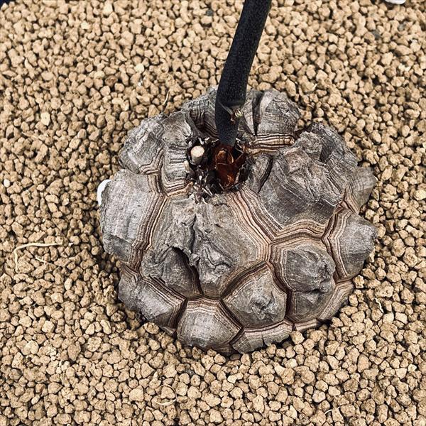コーデックス：アフリカ亀甲竜*塊根幅7cm 現品！一品限り : 遊恵盆栽