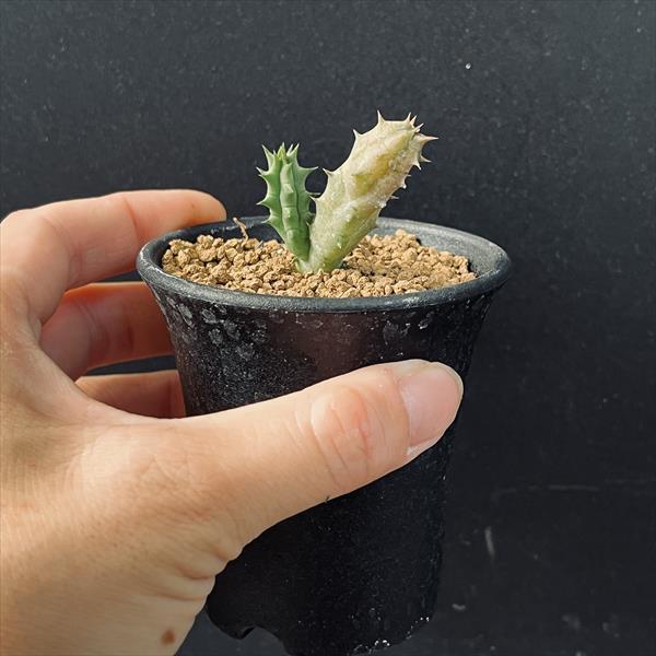 多肉植物：ガガイモ フェルニア コンシンナ*S 幅1cm : 遊恵盆栽