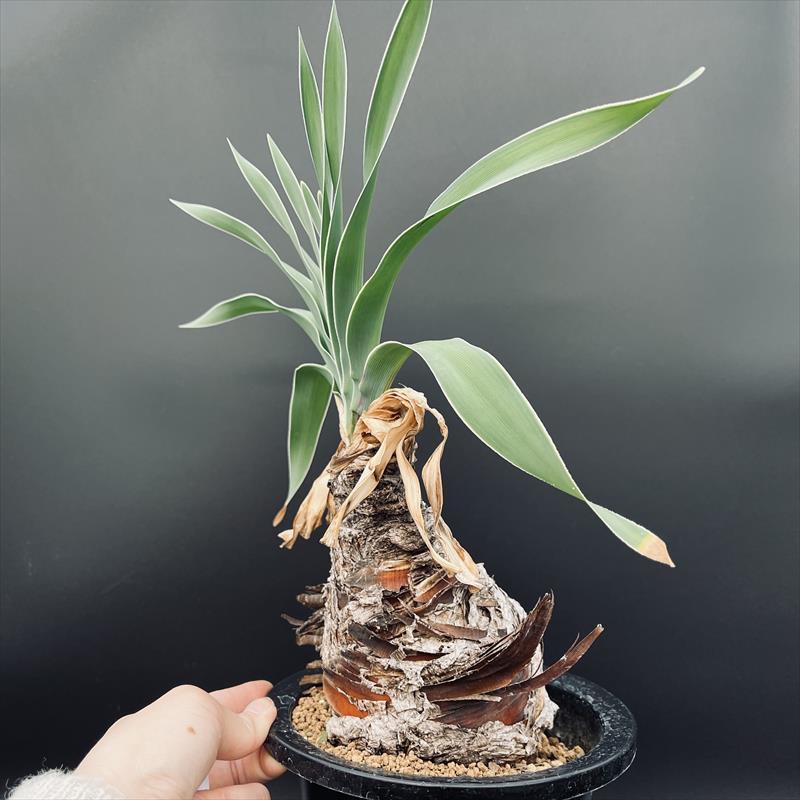 コーデックス：ブーファン　ディスティカ*塊幅10.5cm　現品！一品限り｜y-bonsai｜05