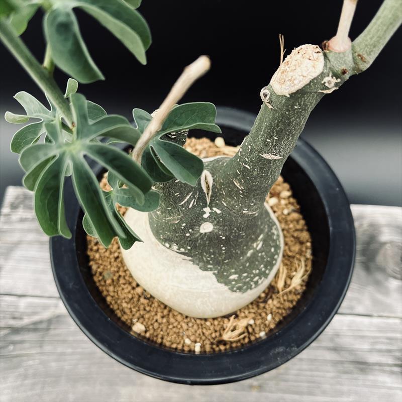 美株】アデニアグラウカ 塊根植物 コーデックス アデニア 多肉植物