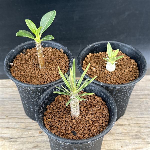 【発根済み】パキポディウムグラギリス　塊根植物　ワイルド コーデックス：パキポディウム グラキリス 発根済*塊根幅22cm 現品