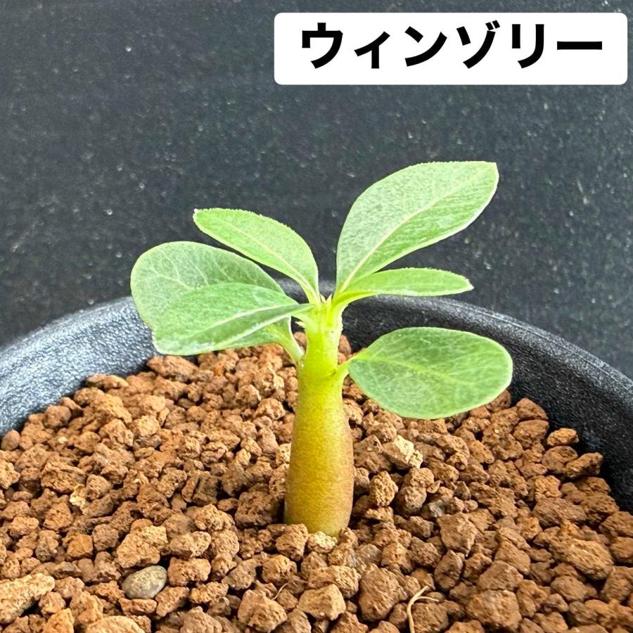 コーデックス：パキポディウム グラキリス＆エブレネウム