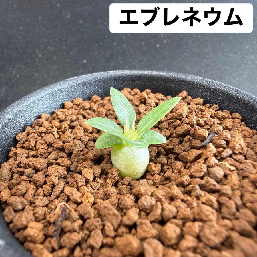 コーデックス：パキポディウム グラキリス＆エブレネウム
