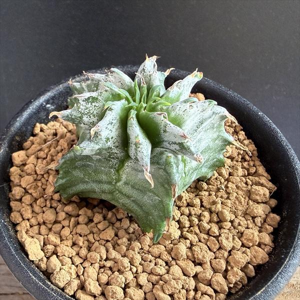 ☆特価☆多肉植物：ユーフォルビア ホリダ*S 幅4cm ☆赤松実生
