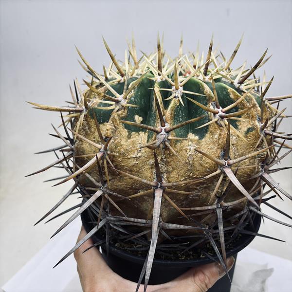 サボテン 文鳥丸 フェロカクタス属 サボテン：フェロカクタス 強刺文鳥丸*幅17cm 現品！一品限り